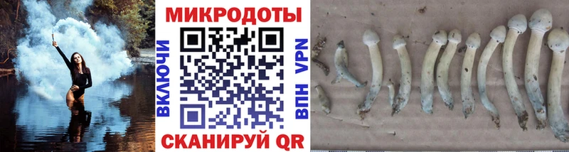 Псилоцибиновые грибы Psilocybine cubensis Пошехонье